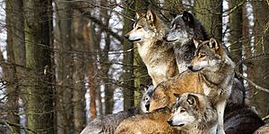 foto di lupi nel bosco 